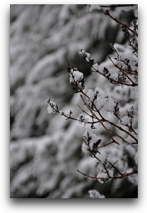 winter-nikon-1.jpg