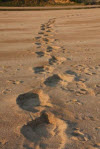 100913 elephant-tracks