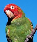 110918 Wild Parrot