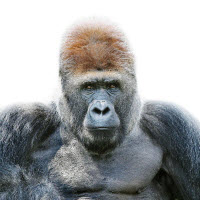 110905 Gorilla Portrait-by-morten-koldby