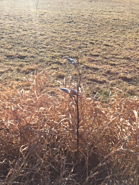Milkweed