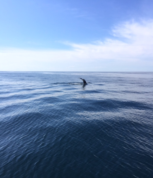 2016_whaletail
