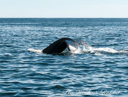 Whale_tale Whale_tale