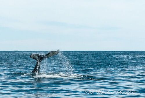 Whalestail Whalestail