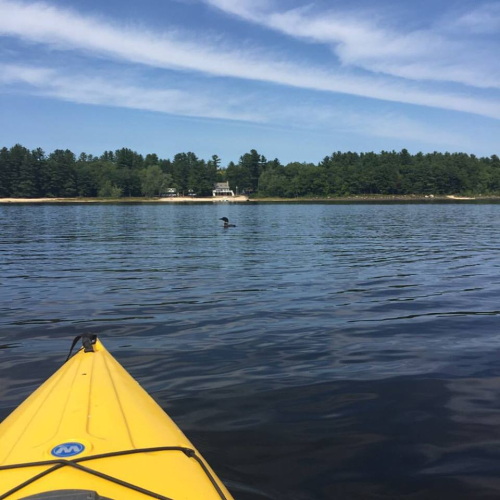Lovewell Lake Loon Lovewell Lake Loon