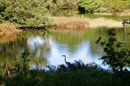Heron Heron