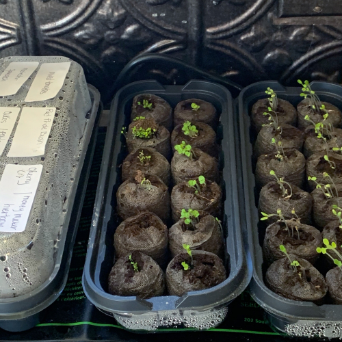 Growingseedlings