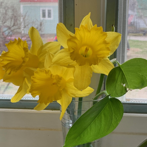 Daffodils