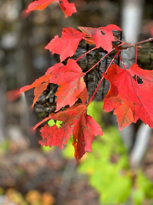 938EC8A2-6D68-40B7-A8F1-D32F89C9B3B2