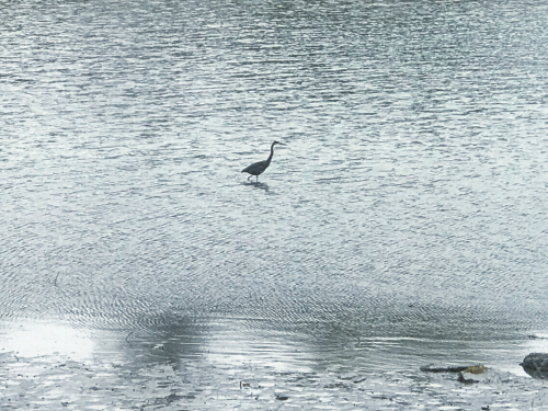 Pictapgo-output 11 Pictapgo-output 11