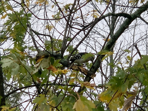 Woodpecker Woodpecker