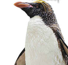 See penguins 24/7!