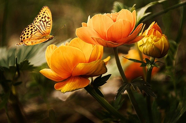 3-ways-to-grow-ideal-garden