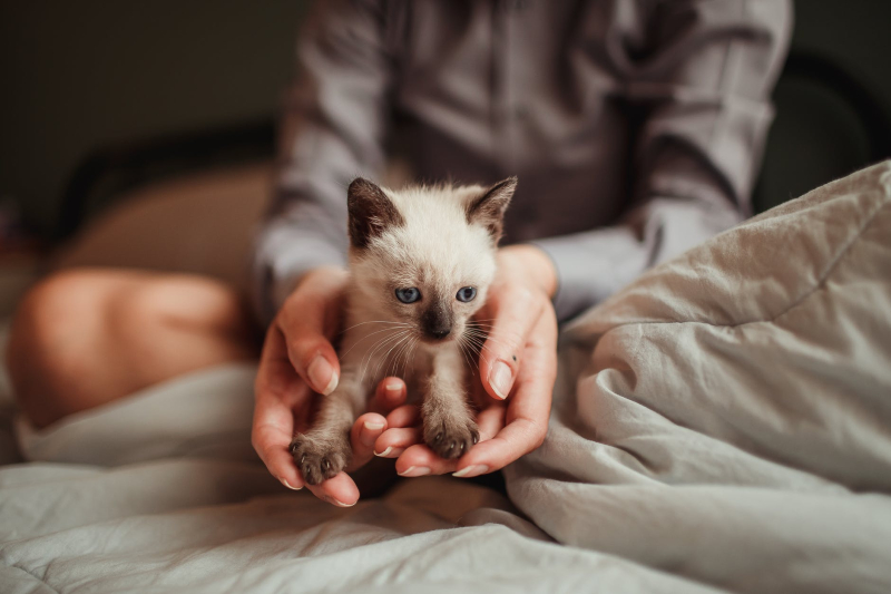 First pet