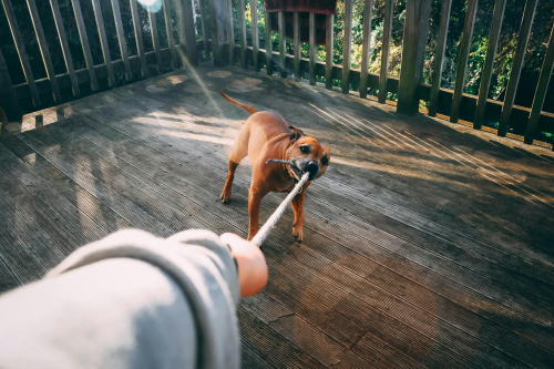 What it means to be a responsible dog owner